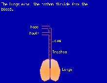 Learn about the Human Body screenshot